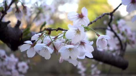 Stunning-view-of-Sakura-cherry-blossoms-with-green-background-blur