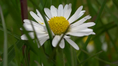 Close-macro-view-of-white-and-yellow-wildflower-in-garden-england-uk-during-spring