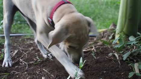 Playful-brown-mixed-breed-female-puppy-with-red-collar-is-digging-and-sniffing-dirt