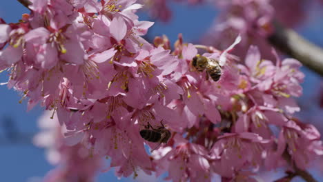 Macro-close-of-many-wild-bees-collecting-pollen-from-pink-blossom-during-sunny-day-against-blue-sky