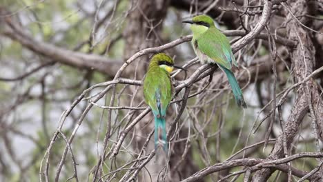 Wide-shot-of-two-Swallow-tailed-Bee-eaters-perched-on-dry-branches,-Kgalagado-Transfrontier-Park