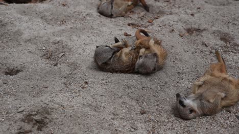 Close-up-shot-of-angry-meerkat-running-away,other-sleeping-on-back-in-sand-during-sunny-day