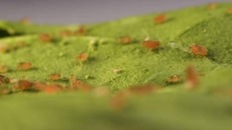 Aphids-on-a-leaf.-Extreme-macro,-dolly-out