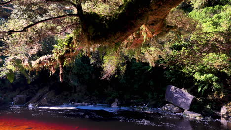 Mystische-Bäume,-Die-über-Dem-Rot-Gefärbten-Fluss-Im-Nationalpark-Von-Neuseeland-Hängen