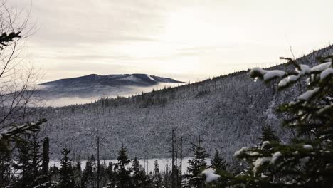 Static-wide-shot-of-snowy-mountain-landscape-with-many-conifer-trees-and-fog-between-in-winter