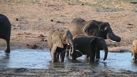 Breite-Aufnahme-Einer-Kleinen-Herde-Afrikanischer-Elefanten,-Die-Trinken,-Während-Sie-In-Einem-Wasserloch-Im-Krüger-Nationalpark-Stehen