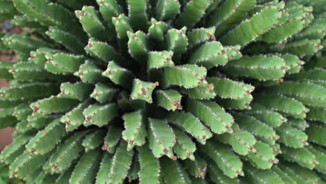 Top-View-Of-Green-Cactus-Plants-In-Desert-Landscape-Of-Arizona