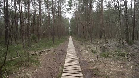 Long-Wooden-Path-in-Varnikai-Cognitive-Walking-Way-with-Pine-Forest