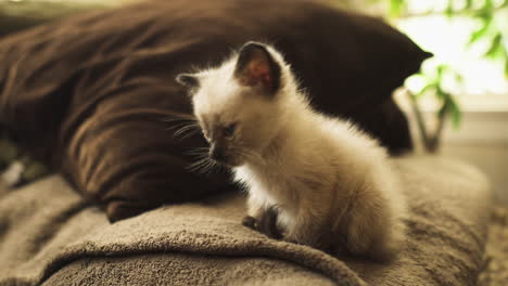 Sleepy-Siamese-kitten-on-a-couch,-medium-shot