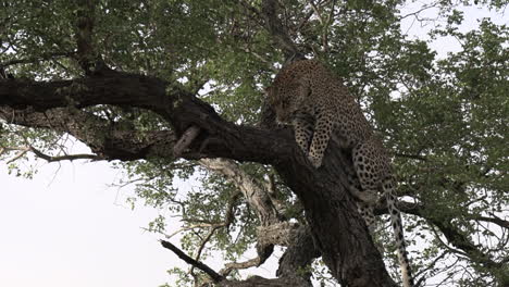 Tracking-zoom-in-shot-of-leopard-climbing-tree-in-early-morning