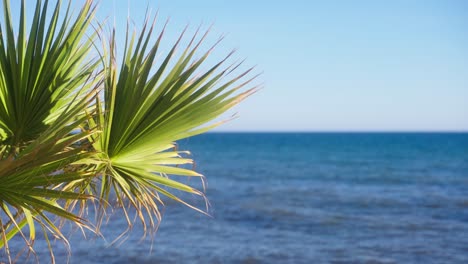 Palm-tree-waving-slowly-with-blurry-ocean-background