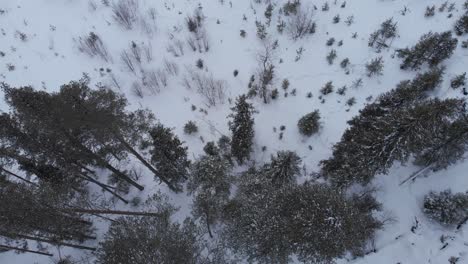 Lone-moose-roams-through-frozen-landscape-into-alpine-forest---Aerial