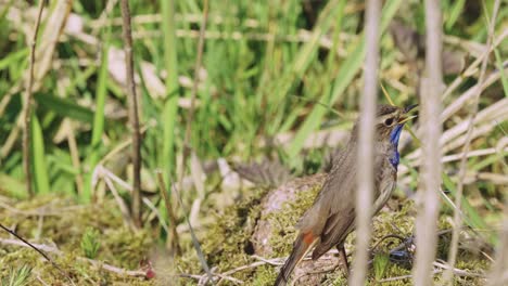 closeup-of-a-white-spotted-bluethroat-migratory-bird-singing-on-the-ground