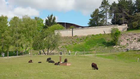 Livestock-grazing-in-the-fields-around-the-Caen-War-Memorial-Normandy-France