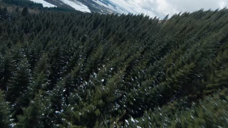 Beautiful-drone-view-flying-over-a-large-spruce-forest,-amazing-scenic-shot,-drone-flying-up-and-then-gliding-down-over-the-forest
