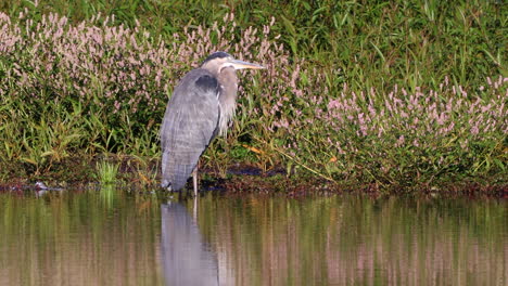 The-water-reflecting-on-a-great-blue-heron-which-is-sitting-in-a-pond-waiting-for-some-fish