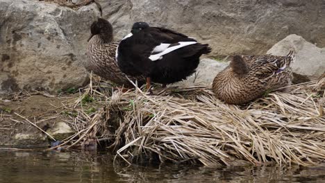 Waterfowl-Mallard-Ducks-On-Dry-Grass-On-Calm-Yangjaecheon-Stream-In-Seoul,-South-Korea