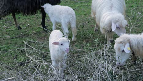 Slow-motion-shot-of-happy,-cute-lamb-eating-leaves-from-branches-with-other-sheep-in-Sardinia,-Italy