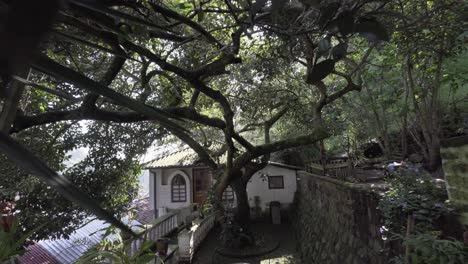 POV-Vorwärtsaufnahme,-Die-Einen-100-Jahre-Alten-Avocadobaum-Im-Garten-Des-Hauses-Während-Eines-Sonnigen-Tages-In-Ecuador-Zeigt