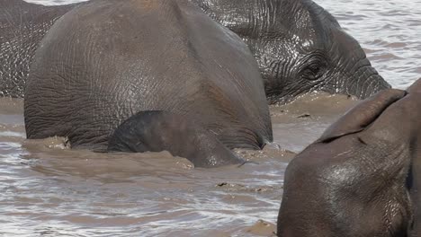 Primer-Plano-De-Elefantes-Africanos-Jugando-En-El-Agua-Y-Sumergiéndose,-Parque-Nacional-Kruger
