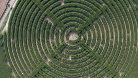 Spinning-birds-eye-view-of-Labyrinth-cut-in-a-field-of-corn