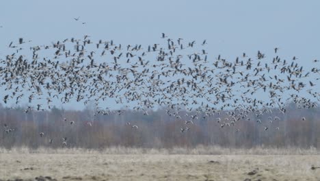 Geese-flock-during-spring-migration-in-early-morning-dusk-feeding-and-flying-on-the-field