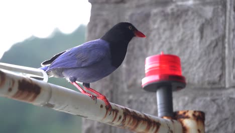 Famous-Taiwan-blue-magpie-is-often-endemic-to-Taiwan-caught-in-camera
