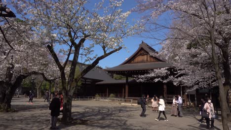 Tilt-down-reveal-at-beautiful-wooden-Japanes-shrine-with-pink-Sakura-trees-and-blue-sky