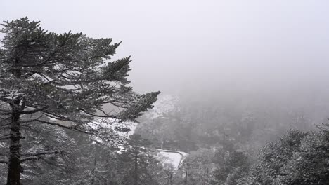 The-beauty-of-the-snow-covered-pine-trees-on-a-hillside-in-the-Himalaya-Mountain-Range