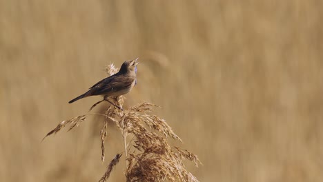 close-view-of-a-white-spotted-bluethroat-singing-in-the-riverlands-reed