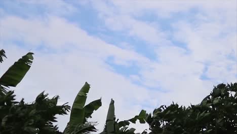 Baumwipfel-Wiegen-Sich-Im-Wind-Vor-Blauem-Wolkenhimmel---Zeitraffer
