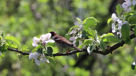 Sparrow-Bird-Perching-On-A-Tree-Branch---close-up