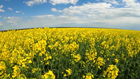 Beautiful-Rapeseed-flowers-bloom-vibrantly-in-the-field-wide-angle