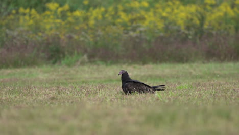 Turkey-Buzzards-or-Turkey-Vultures-in-a-grass-field-in-the-autumn-season-at-the-Middle-Creek-Wildlife-Management-Area