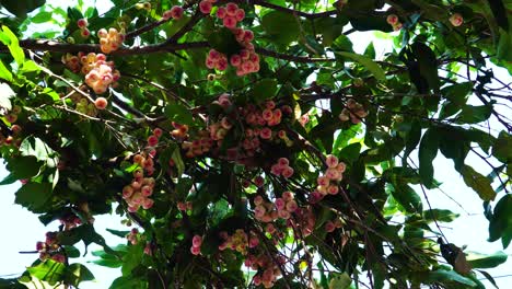 Baum-Mit-Vielen-Reifen-Rosenapfelfrüchten,-Die-An-Zweigen-Hängen