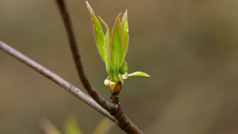 One-Tree-Branch-With-Fresh-New-Green-Leaves,-Spring