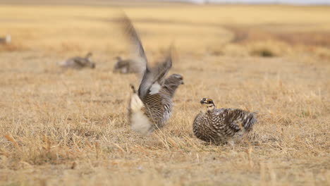 two-Sharp-tailed-grouse-male-birds-attack-each-other,-mating-ritual