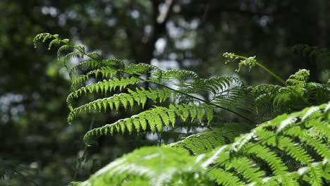 Common-ferns-growing-in-an-English-woodland-and-blowing-in-the-summer-breeze