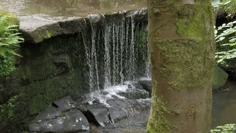 Friedlicher-Wald-Zen-Wasserfall-Zeitlupe-Frisch-Fließendes-Wasser-Kaskade-Zeitlupe-Dolly-Direkt-Hinter-Dem-Baum