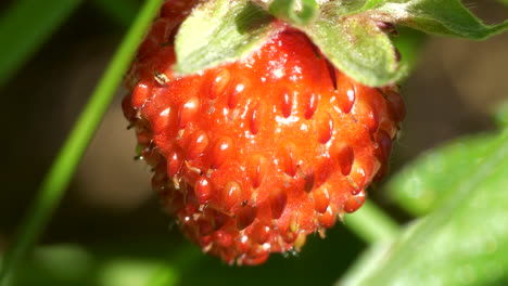Fragaria-vesca-wild-European-woodland-strawberry