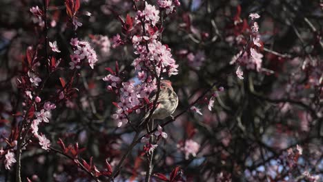 Ein-Winziger-Vogel,-Der-In-Einem-Kirschblütenbaum-Sitzt-Und-Blütenblätter-In-Britisch-Kolumbien,-Kanada,-Frisst