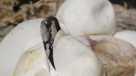 Baby-reticulated-python-coming-out-of-an-egg