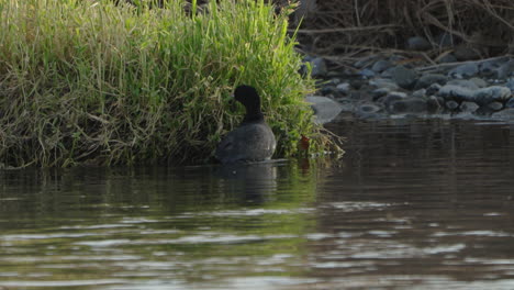 Eurasian-Coot-Eating-Grass-By-The-River-In-Tokyo,-Japan---wide,-static-shot
