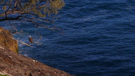 Tranquil-Scenery-With-Ocean-And-Sea-eagle-Perching-On-The-Twigs-At-Daytime-In-South-Gorge-Beach,-North-Stradbroke-Island,-Queensland,-Australia---wide-shot