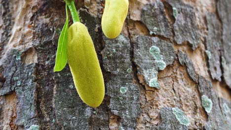Tilt-up-shot-of-Jackfruit-tree-trunk-with-hanging-growing-jackfruit-pods-in-sunlight