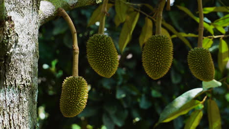 árbol-Durian-Tropical-Con-Frutas-Maduras-Frescas-En-Las-Ramas