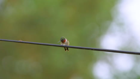 Nervous-ruby-throated-hummingbird-cautiously-watches-its-surroundings-for-danger