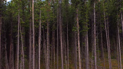 Kiefernwald-Dichte-Junge-Bäume