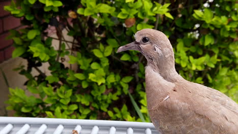 close-up-of-a-young-Collared-Dove-looking-around-and-blinking-with-a-hedge-in-the-background