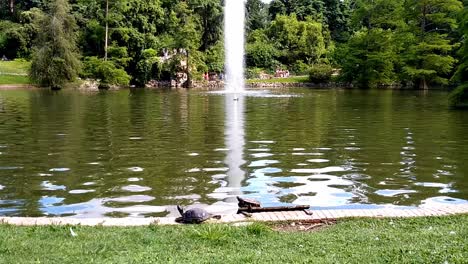 Still-shot-of-a-fountain-in-a-pond-at-Retiro-Park,-Madrid